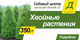 Хвойные растения